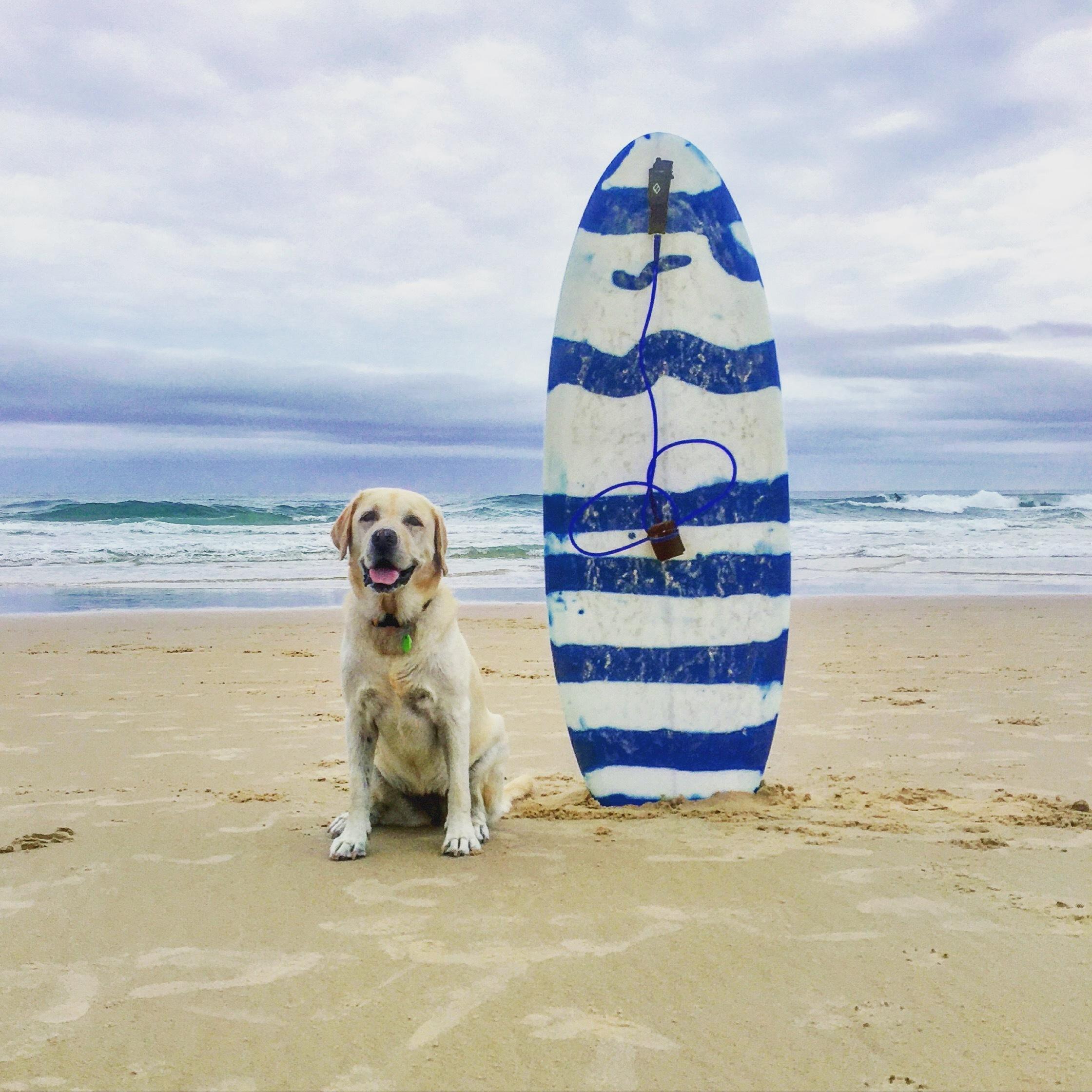 Visit Noosa Off Leash Dog Areas