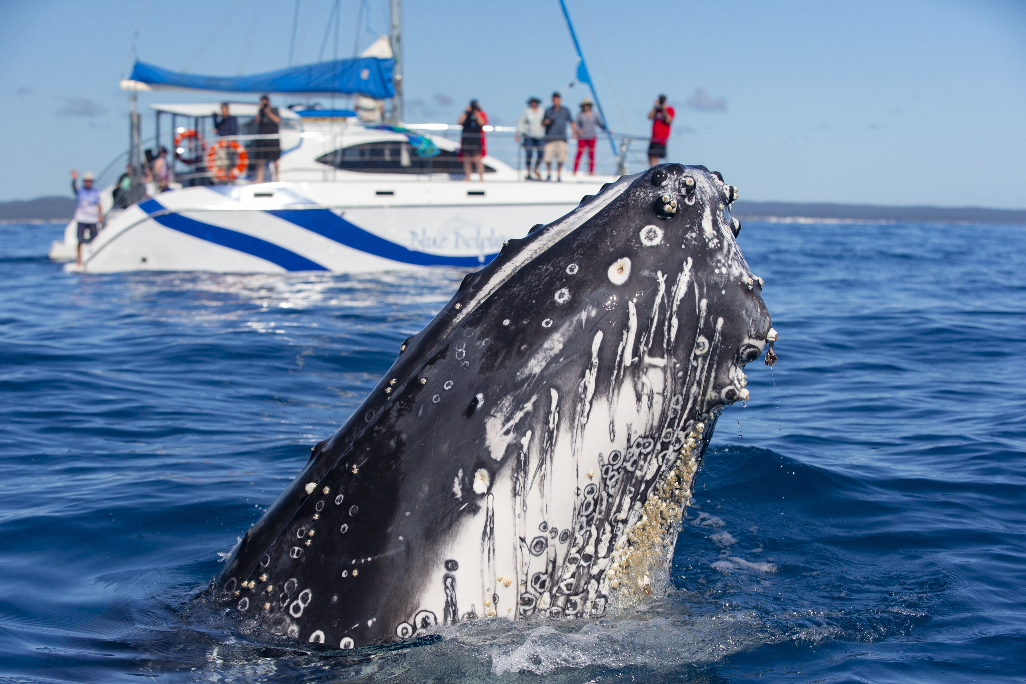 Visit Noosa | Blue Dolphin Marine Tours